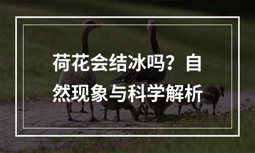 荷花会结冰吗？自然现象与科学解析