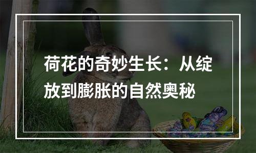 荷花的奇妙生长：从绽放到膨胀的自然奥秘