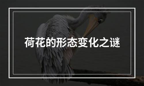 荷花的形态变化之谜