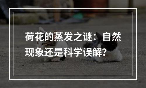 荷花的蒸发之谜：自然现象还是科学误解？