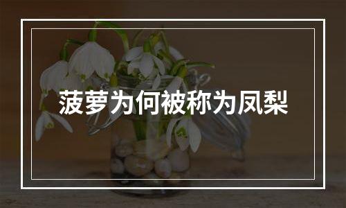 菠萝为何被称为凤梨