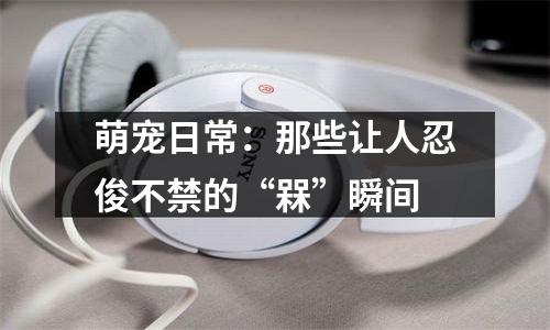 萌宠日常：那些让人忍俊不禁的“槑”瞬间