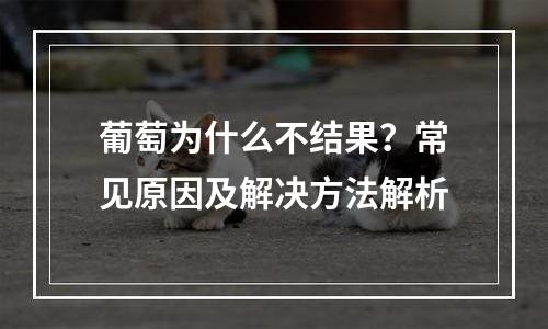 葡萄为什么不结果？常见原因及解决方法解析