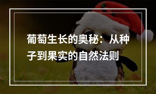 葡萄生长的奥秘：从种子到果实的自然法则