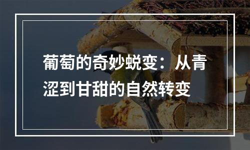 葡萄的奇妙蜕变：从青涩到甘甜的自然转变