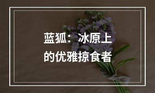 蓝狐：冰原上的优雅掠食者