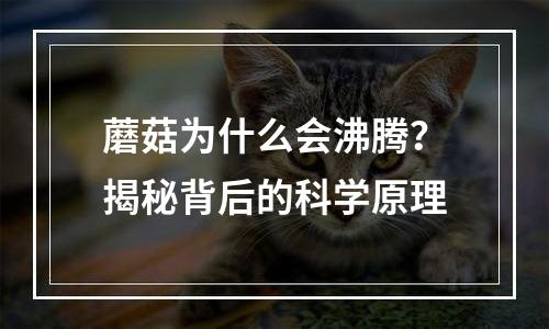 蘑菇为什么会沸腾？揭秘背后的科学原理