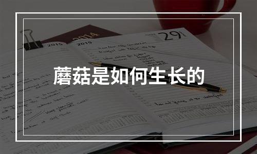 蘑菇是如何生长的