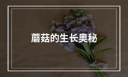 蘑菇的生长奥秘