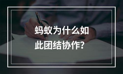 蚂蚁为什么如此团结协作？