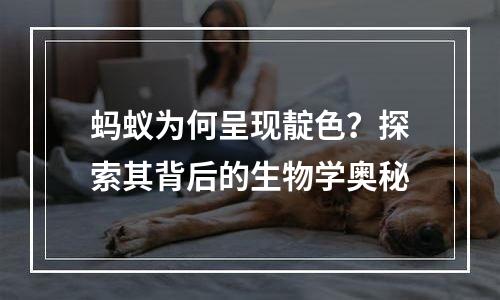 蚂蚁为何呈现靛色？探索其背后的生物学奥秘