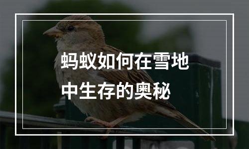 蚂蚁如何在雪地中生存的奥秘