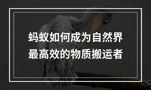 蚂蚁如何成为自然界最高效的物质搬运者