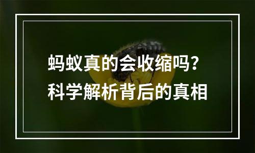 蚂蚁真的会收缩吗？科学解析背后的真相