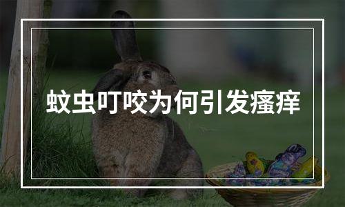 蚊虫叮咬为何引发瘙痒