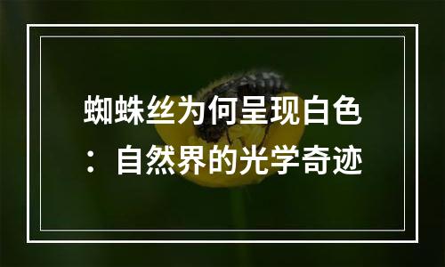 蜘蛛丝为何呈现白色：自然界的光学奇迹
