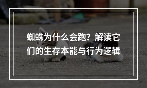 蜘蛛为什么会跑？解读它们的生存本能与行为逻辑