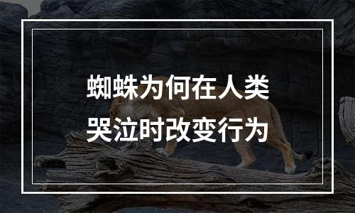 蜘蛛为何在人类哭泣时改变行为