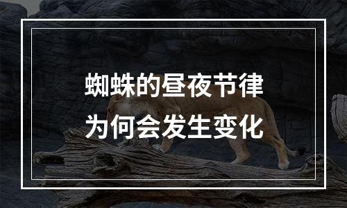 蜘蛛的昼夜节律为何会发生变化