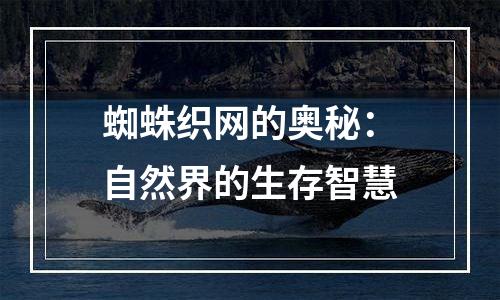 蜘蛛织网的奥秘：自然界的生存智慧