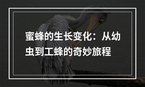 蜜蜂的生长变化：从幼虫到工蜂的奇妙旅程
