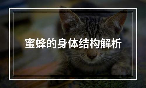 蜜蜂的身体结构解析