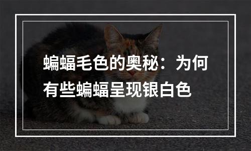 蝙蝠毛色的奥秘：为何有些蝙蝠呈现银白色