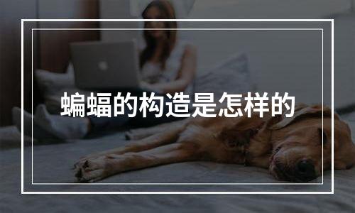 蝙蝠的构造是怎样的