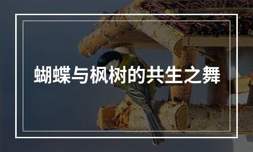 蝴蝶与枫树的共生之舞