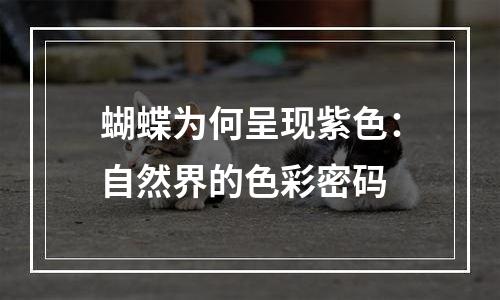 蝴蝶为何呈现紫色：自然界的色彩密码