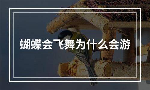 蝴蝶会飞舞为什么会游