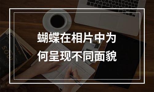 蝴蝶在相片中为何呈现不同面貌