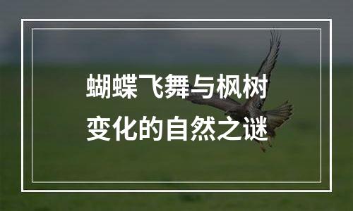 蝴蝶飞舞与枫树变化的自然之谜