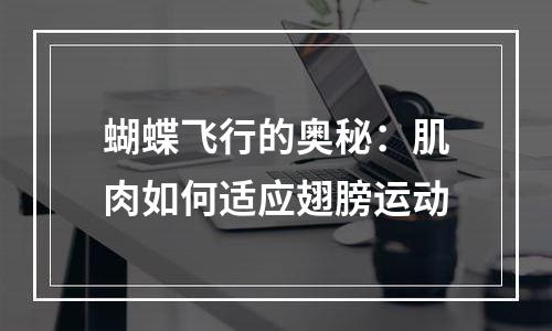 蝴蝶飞行的奥秘：肌肉如何适应翅膀运动