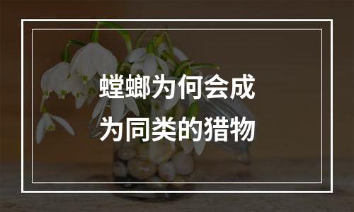 螳螂为何会成为同类的猎物