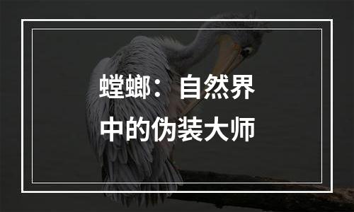 螳螂：自然界中的伪装大师