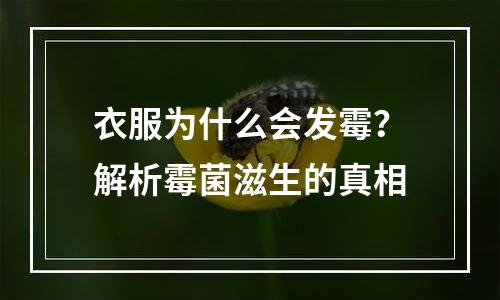 衣服为什么会发霉？解析霉菌滋生的真相