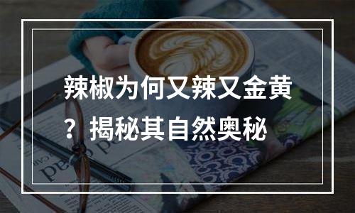 辣椒为何又辣又金黄？揭秘其自然奥秘