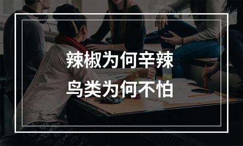 辣椒为何辛辣 鸟类为何不怕