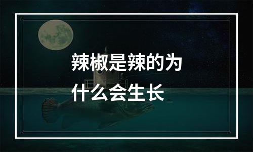 辣椒是辣的为什么会生长