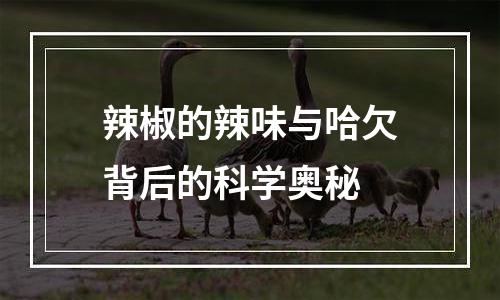 辣椒的辣味与哈欠背后的科学奥秘