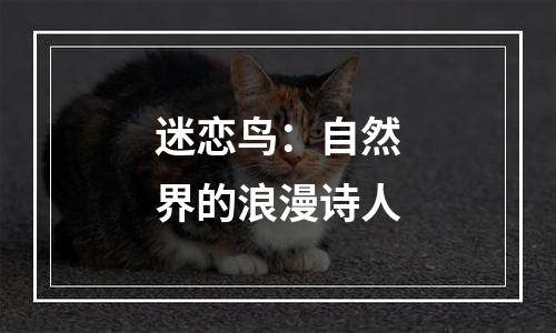 迷恋鸟：自然界的浪漫诗人