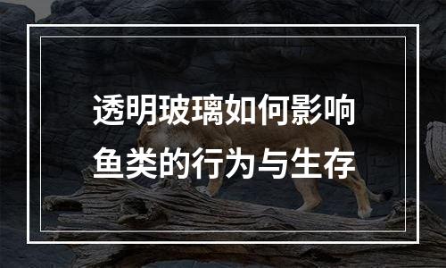 透明玻璃如何影响鱼类的行为与生存