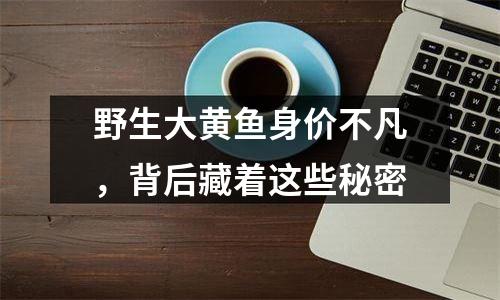 野生大黄鱼身价不凡，背后藏着这些秘密