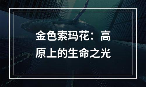 金色索玛花：高原上的生命之光