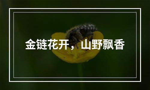 金链花开，山野飘香