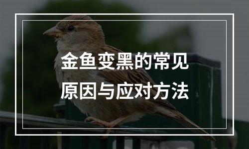 金鱼变黑的常见原因与应对方法