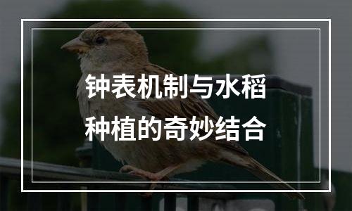 钟表机制与水稻种植的奇妙结合