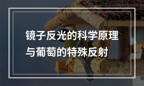 镜子反光的科学原理与葡萄的特殊反射