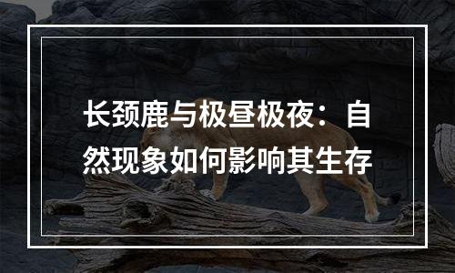 长颈鹿与极昼极夜：自然现象如何影响其生存